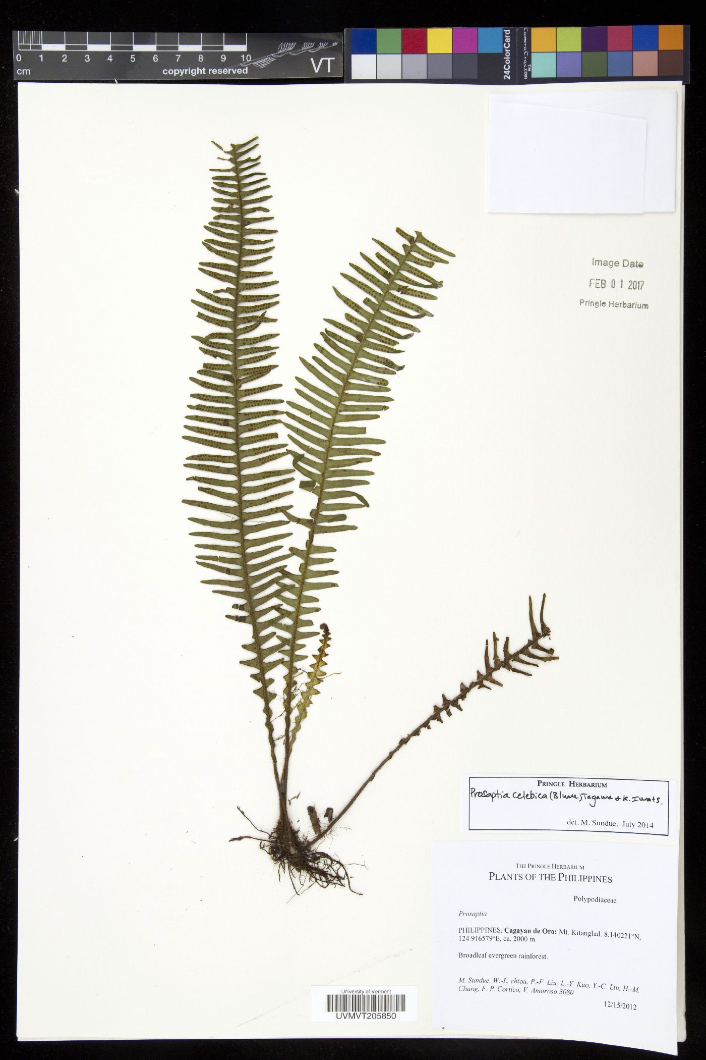 Prosaptia celebica image