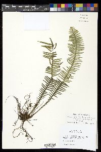 Prosaptia celebica image