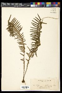 Prosaptia celebica image
