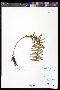 Prosaptia celebica image