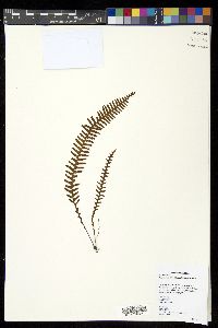 Prosaptia celebica image