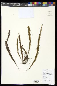 Prosaptia alata image