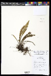Prosaptia alata image