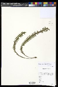 Prosaptia whartoniana image