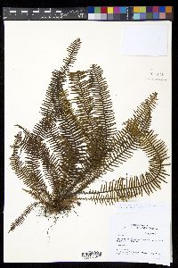 Prosaptia venulosoides image