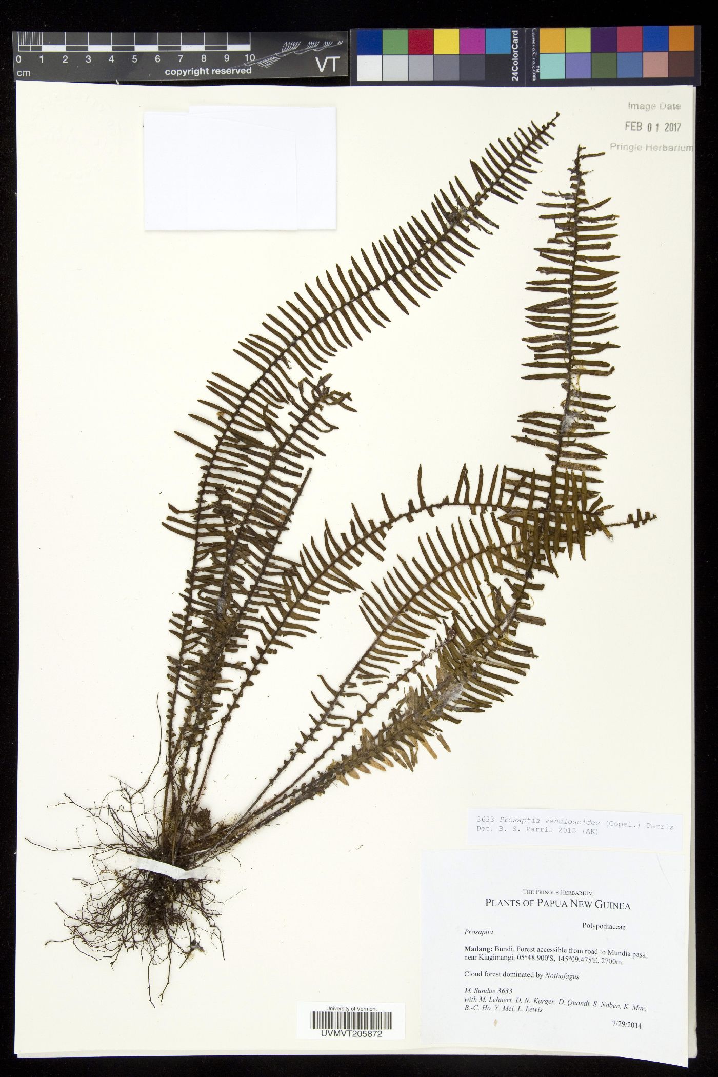 Prosaptia venulosoides image
