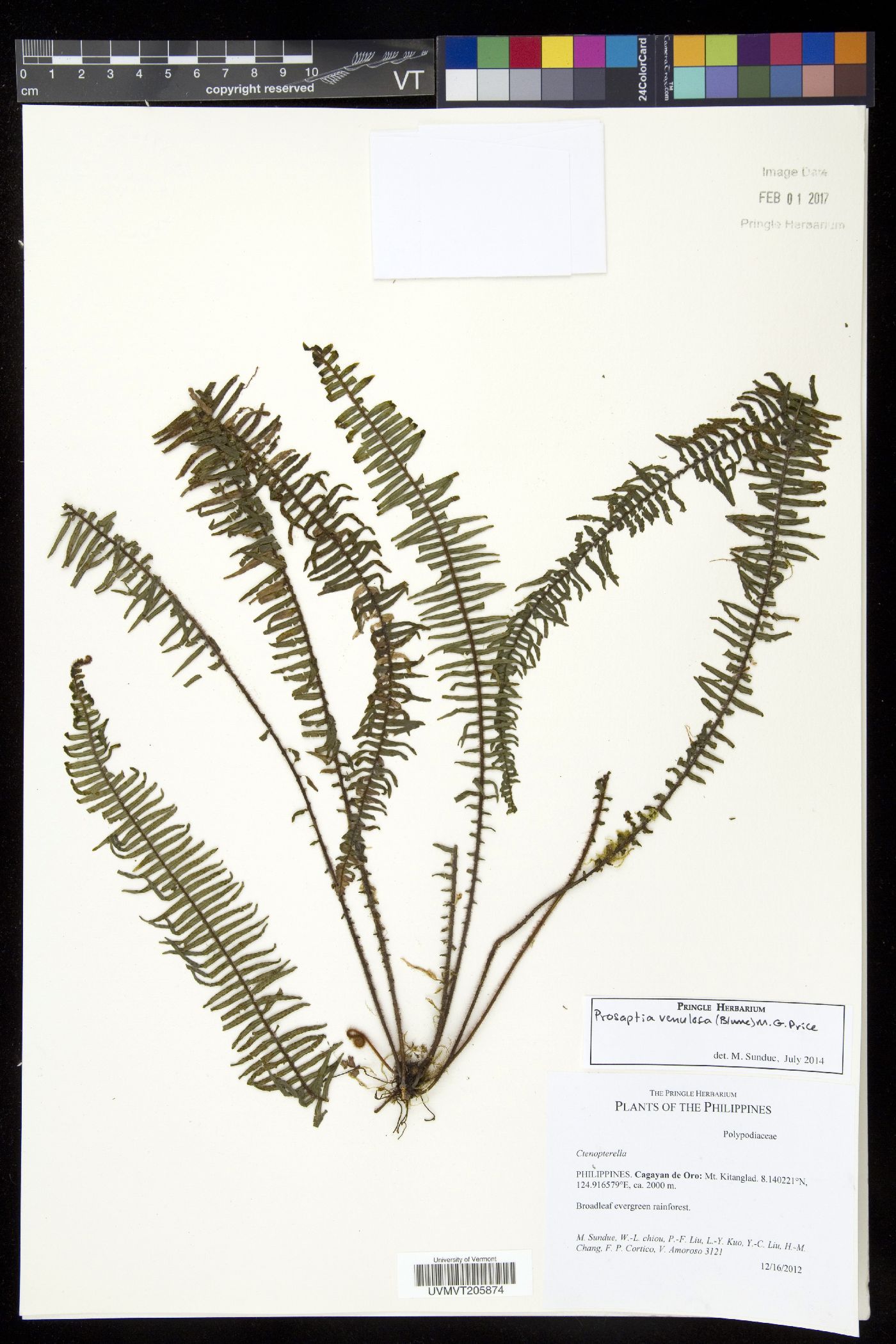 Prosaptia venulosa image