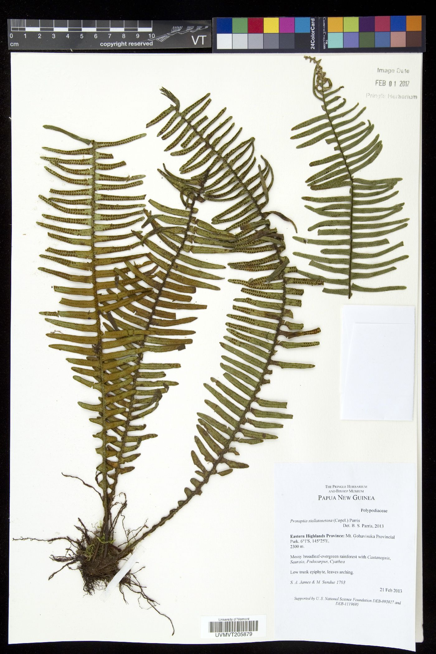 Prosaptia stellatosetosa image