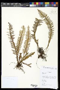 Prosaptia obliquata image