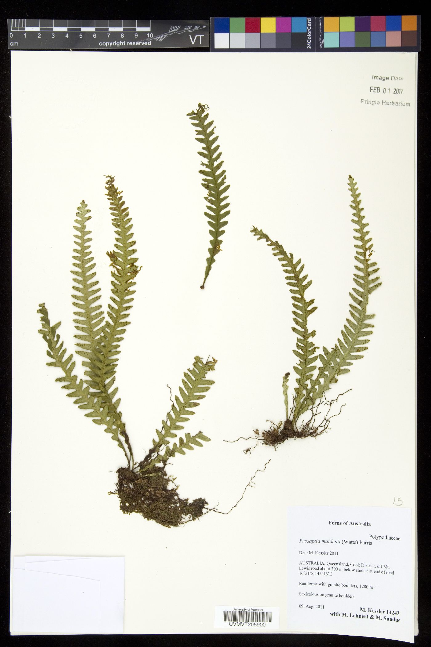 Prosaptia maidenii image
