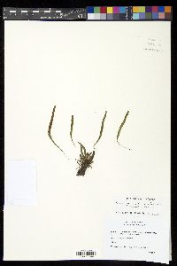 Oreogrammitis kinabaluensis image
