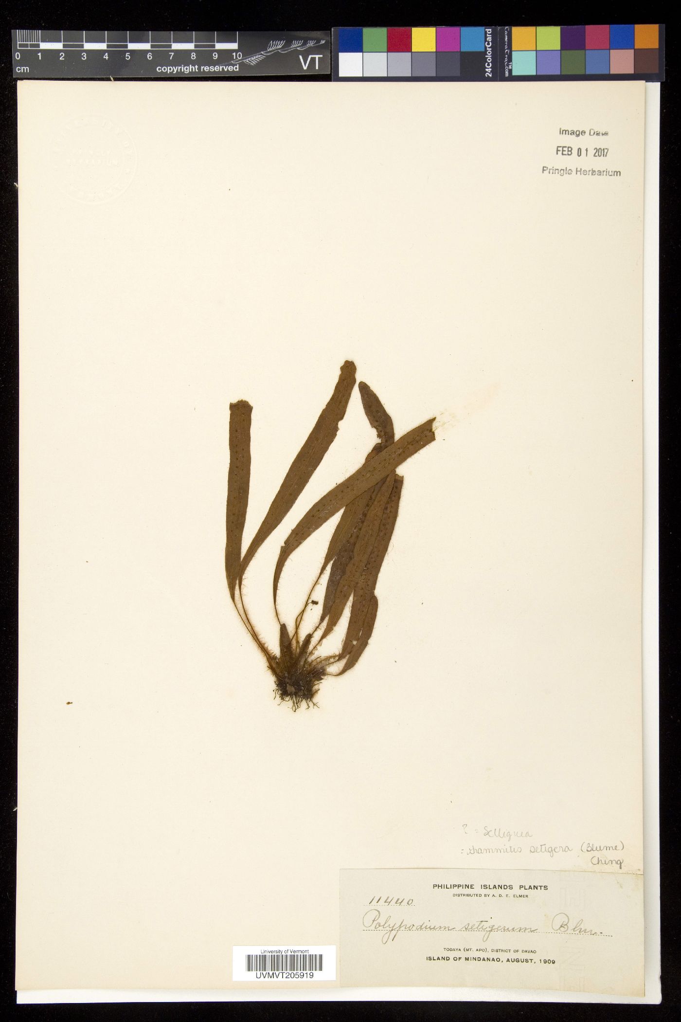 Radiogrammitis image