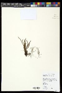 Scleroglossum pusillum image