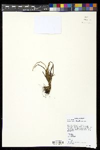 Scleroglossum pusillum image