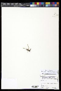Stenogrammitis anamorphosa image