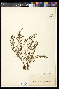 Polypodium tenuisectum image