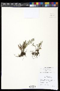 Oreogrammitis halconensis image