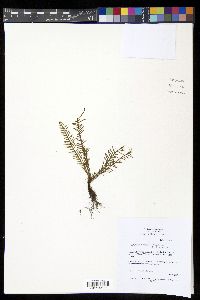 Tomophyllum subrepandulum image