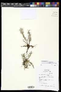 Tomophyllum subrepandulum image