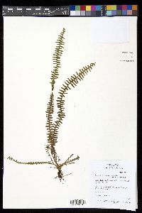 Tomophyllum polytrichum image