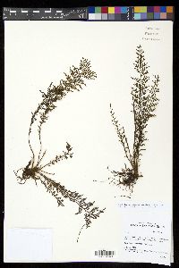 Tomophyllum millefolium image