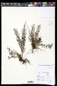 Tomophyllum millefolium image