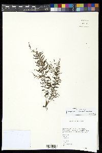 Tomophyllum millefolium image