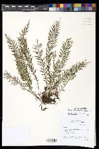 Tomophyllum millefolium image