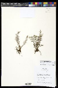 Tomophyllum millefolium image