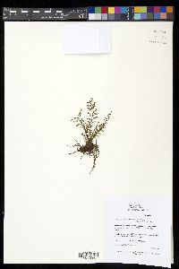 Tomophyllum millefolium image