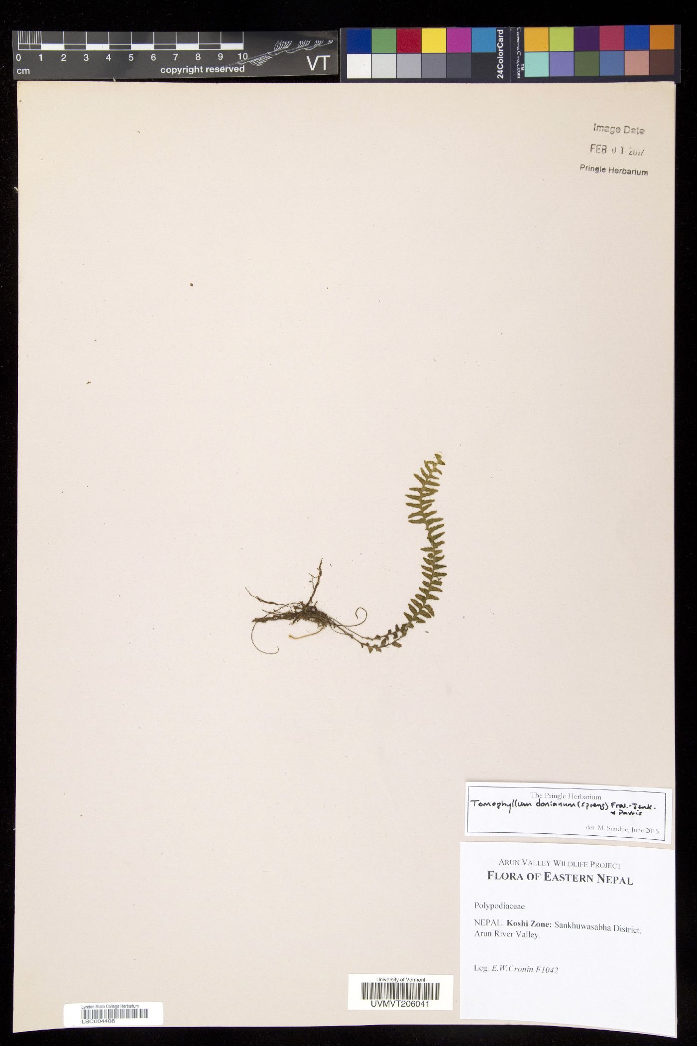 Tomophyllum donianum image