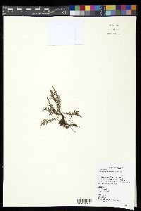 Tomophyllum macrum image