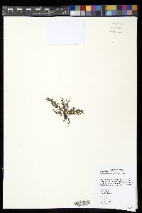 Tomophyllum macrum image