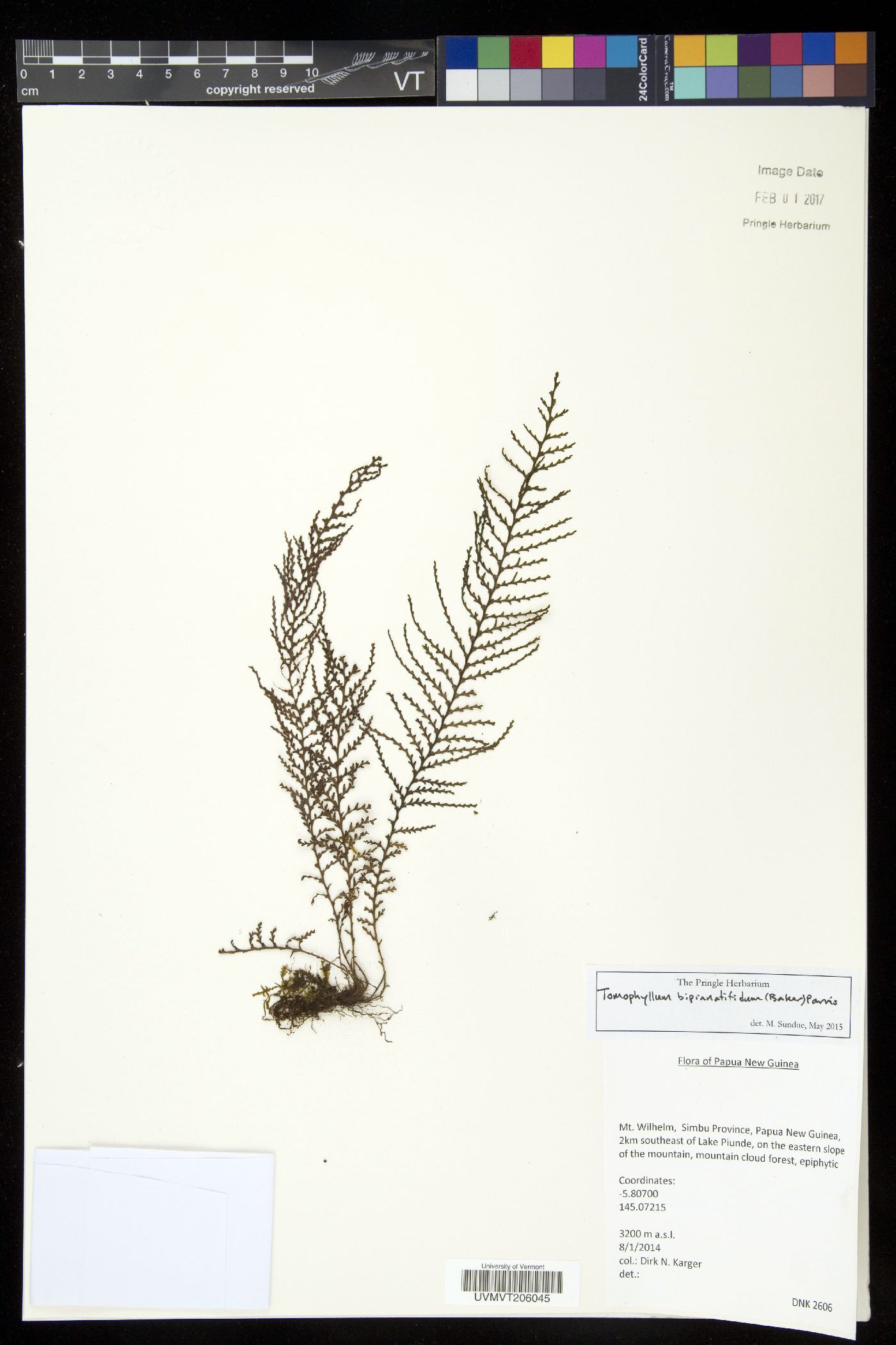 Tomophyllum bipinnatifidum image