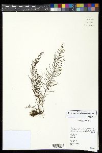 Tomophyllum bipinnatifidum image