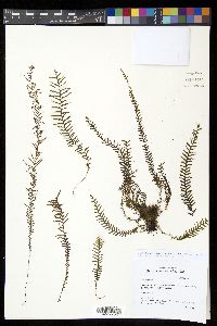 Tomophyllum bipinnatifidum image