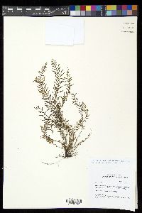 Tomophyllum bipinnatifidum image