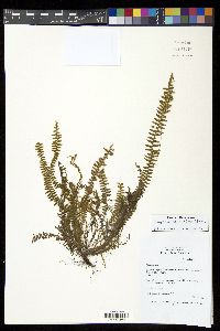 Tomophyllum beleense image