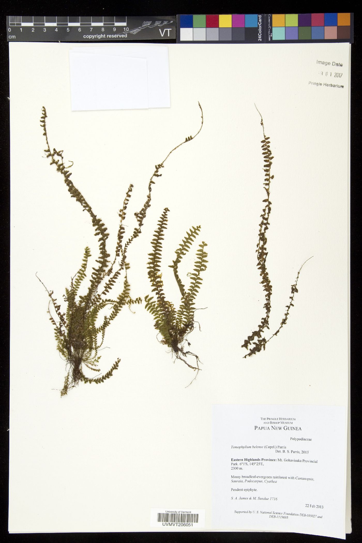 Tomophyllum beleense image