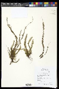 Tomophyllum beleense image