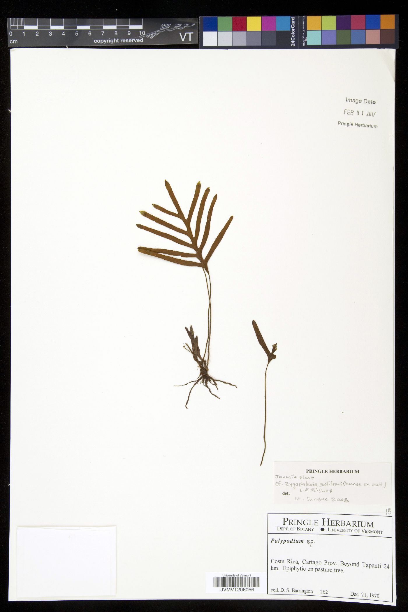 Zygophlebia image