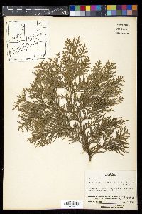 Chamaecyparis obtusa image