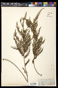 Cupressus funebris image