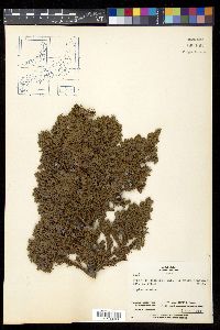 Juniperus communis var. nipponica image