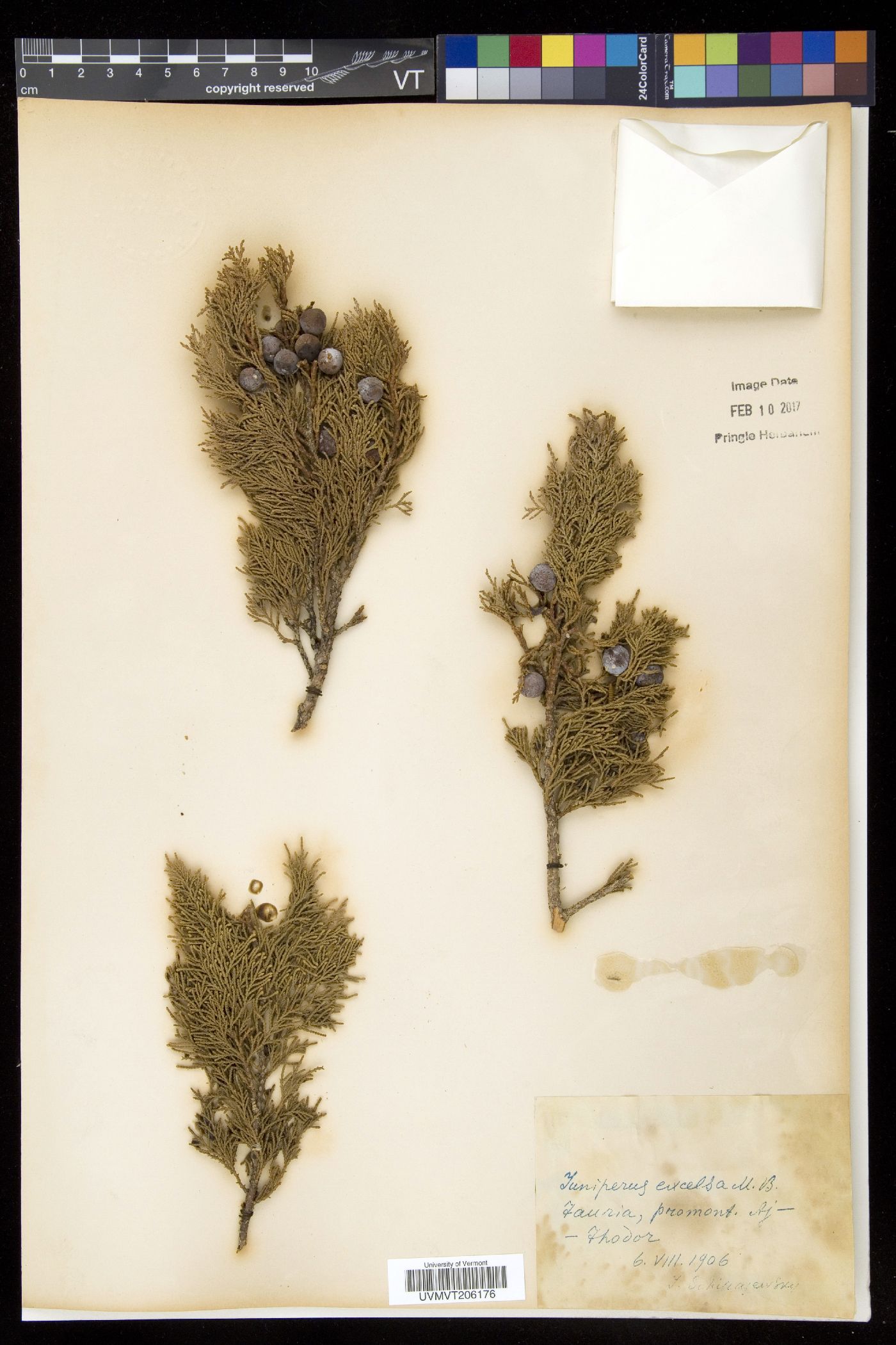 Juniperus excelsa image