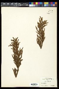 Thuja standishii image