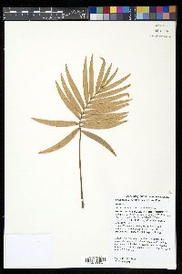 Lepidozamia peroffskyana image