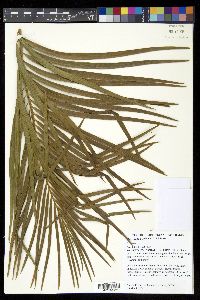 Macrozamia lucida image