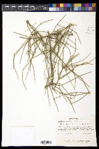 Ephedra antisyphilitica image