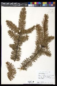 Abies religiosa image